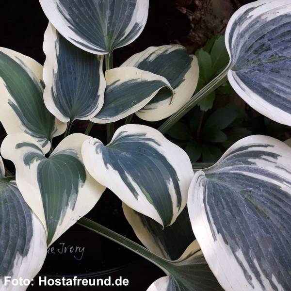 Hosta 'Blue Ivory'