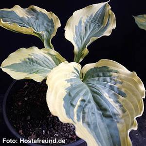 Bilde av Hosta 'Paisley Border'