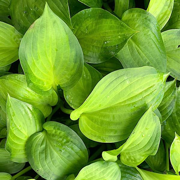 Hosta 'Midwest Magic'