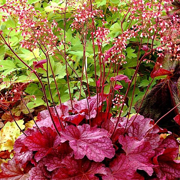 Heuchera 'Berry Smoothie' - Alunrot