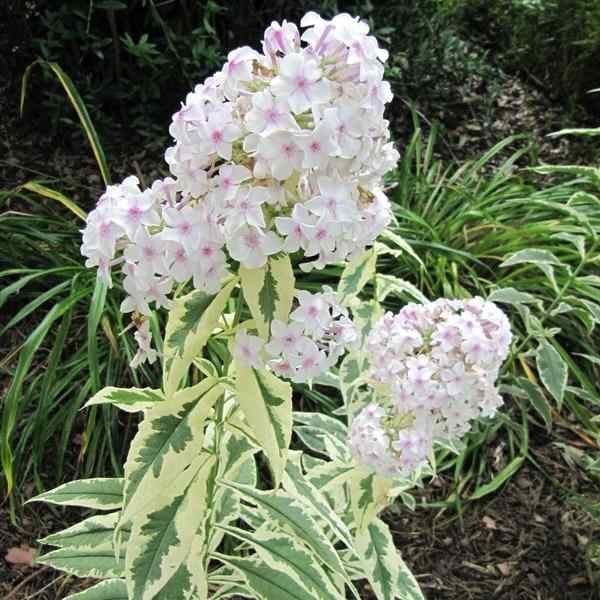 Phlox paniculata 'Norah Leigh' - Høstfloks