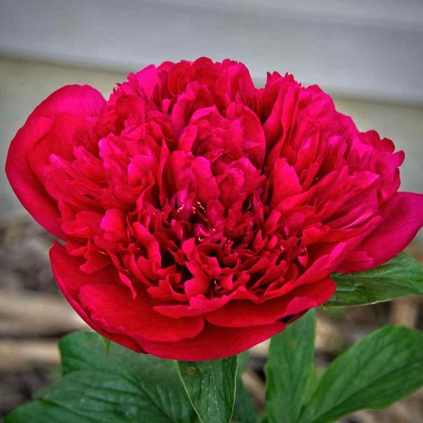 Paeonia 'Many Happy Returns' - Pion